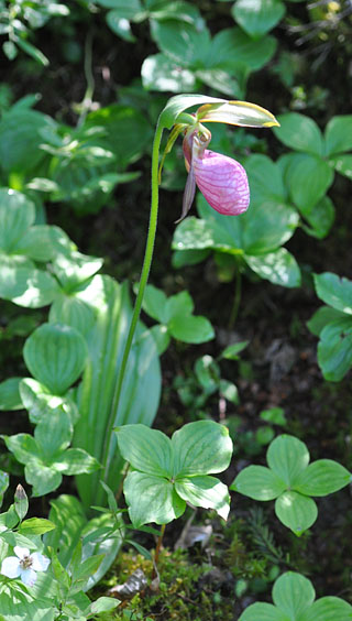 Cypripedium acaule