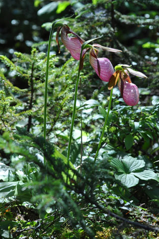 Cypripedium acaule