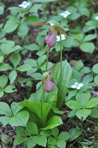 Cypripedium acaule