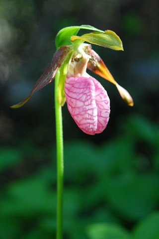 Cypripedium acaule