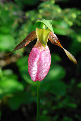 Cypripedium calceolus