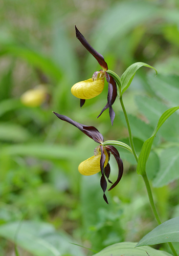 Cypripedium calceolus