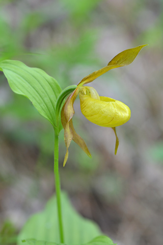 Cypripedium calceolus