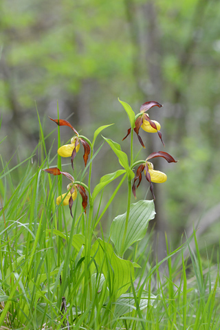 Cypripedium calceolus