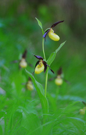 Cypripedium calceolus