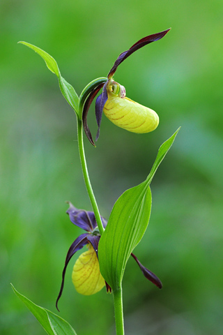 Cypripedium calceolus