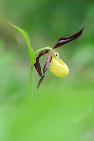 Cypripedium calceolus