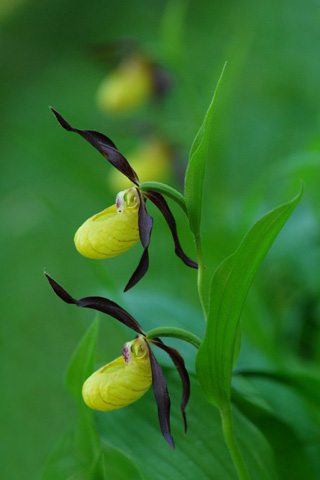 Cypripedium calceolus