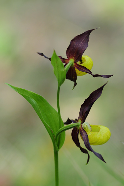 Cypripedium calceolus