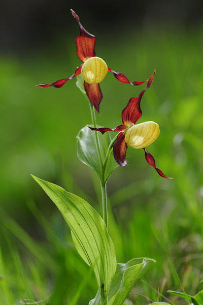 Cypripedium calceolus