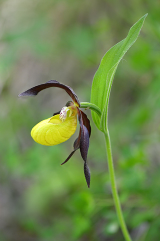 Cypripedium calceolus