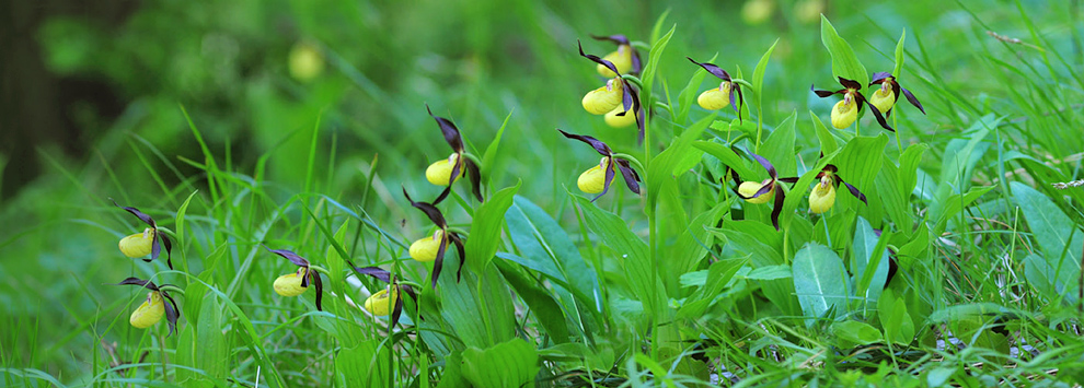 Cypripedium calceolus