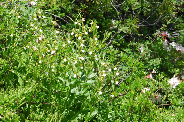 Cypripedium californicum