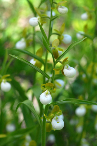 Cypripedium californicum