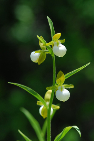 Cypripedium californicum