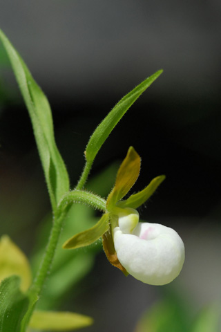 Cypripedium californicum