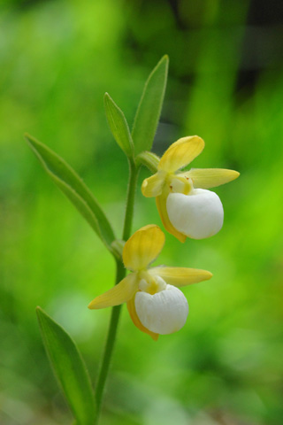 Cypripedium californicum