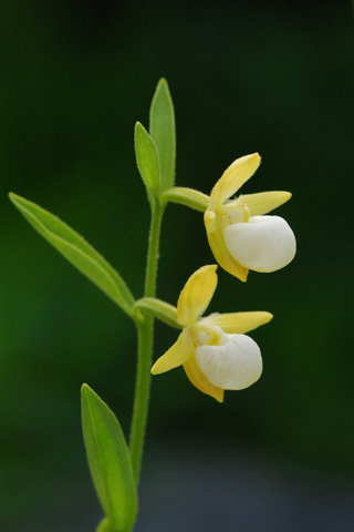 Cypripedium californicum