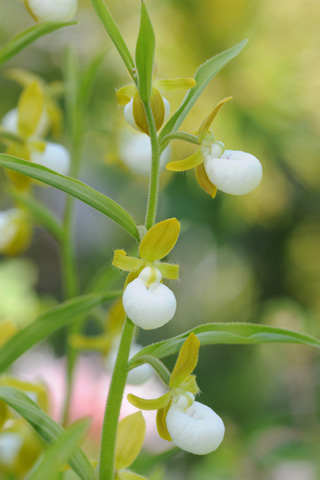 Cypripedium californicum