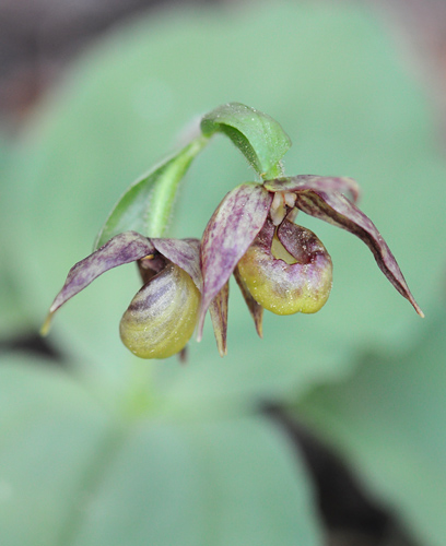 Cypripedium fasciculatum