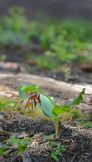 Cypripedium fasciculatum