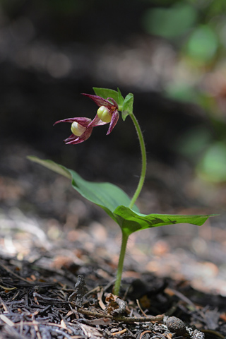 Cypripedium fasciculatum