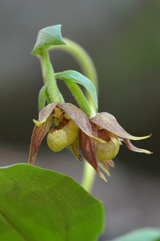 Cypripedium fasciculatum