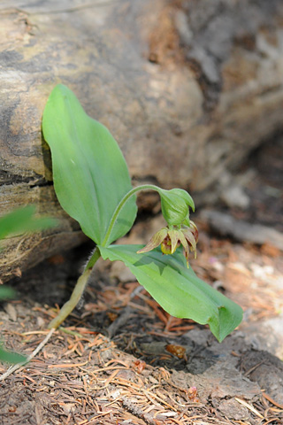 Cypripedium fasciculatum