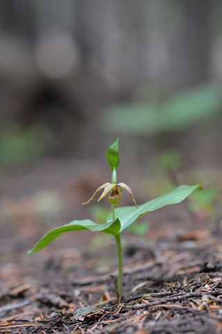 Cypripedium fasciculatum