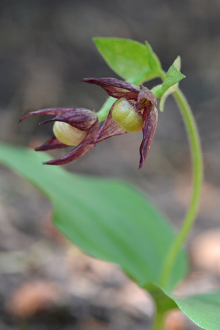 Cypripedium fasciculatum