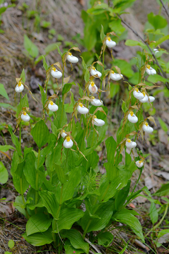 Cypripedium montanum