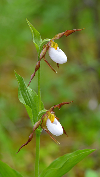 Cypripedium montanum