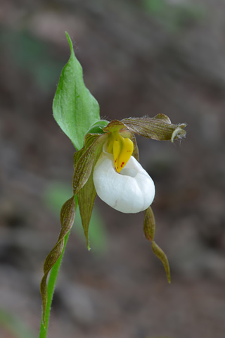 Cypripedium montanum