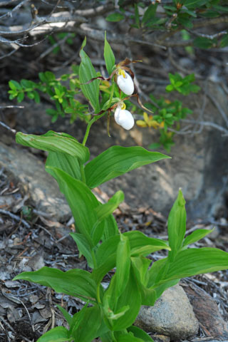 Cypripedium montanum