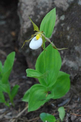 Cypripedium montanum