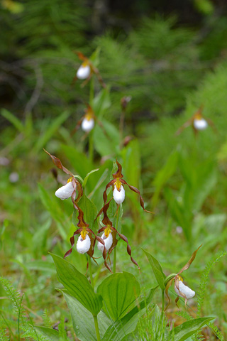 Cypripedium montanum