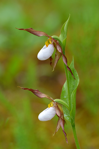 Cypripedium montanum