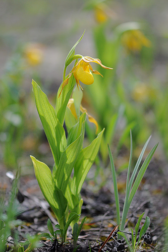 Cypripedium montanum