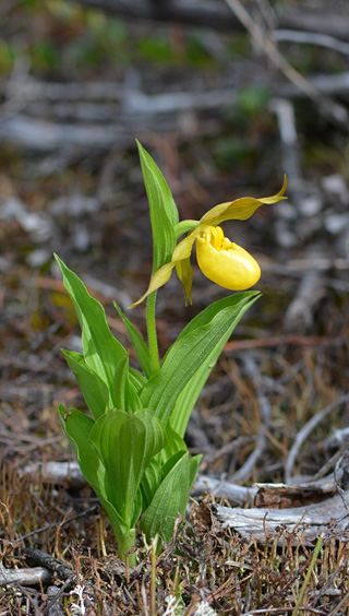 Cypripedium parviflorum