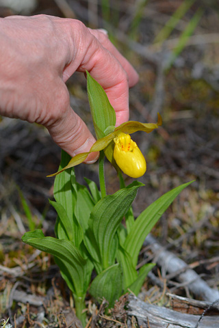 Cypripedium parviflorum