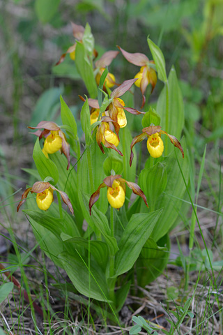 Cypripedium parviflorum