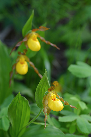 Cypripedium parviflorum