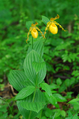 Cypripedium parviflorum