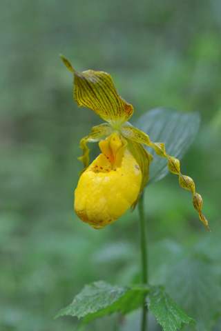 Cypripedium parviflorum