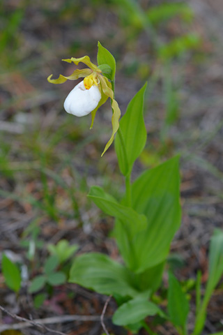 Cypripedium parviflorum