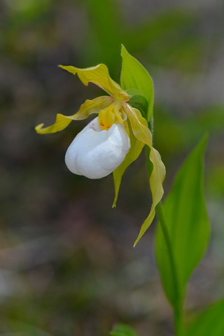 Cypripedium parviflorum