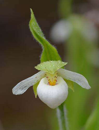 Cypripedium passerinum