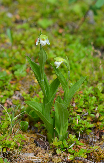 Cypripedium passerinum