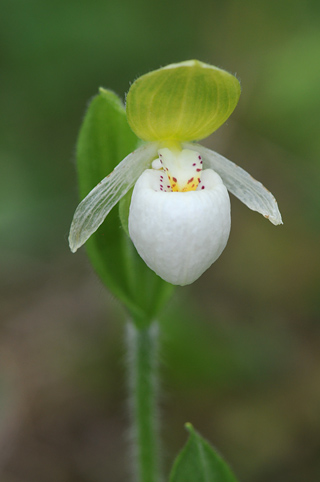 Cypripedium passerinum