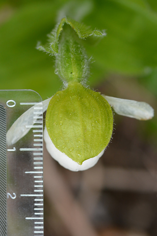 Cypripedium passerinum